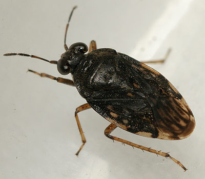 Salula saltatoria