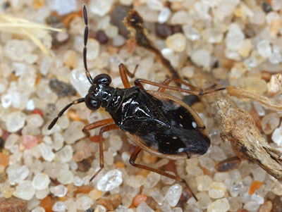 Chartoscirta elegantula