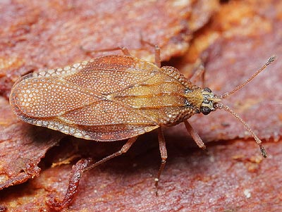 Physatocheila smreczynskii