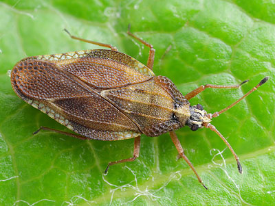 Physatocheila smreczynskii