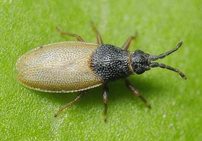 Agramma laetum