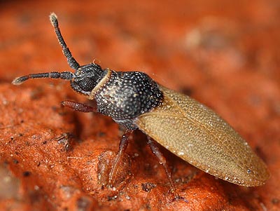 Agramma laetum