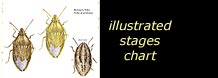 see illustrated life stages chart
