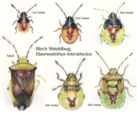 Elasmostethus intersinctus