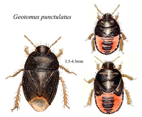 Geotomus punctulatus