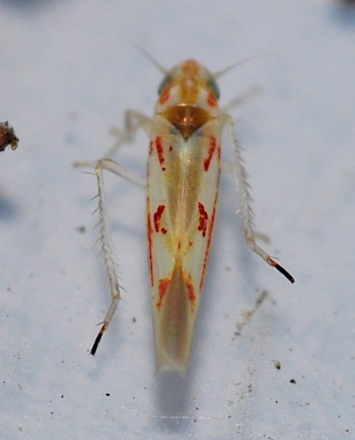 Zygina ordinaria