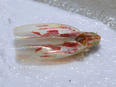 Zygina ordinaria