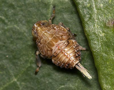 Issus coleoptratus nymph