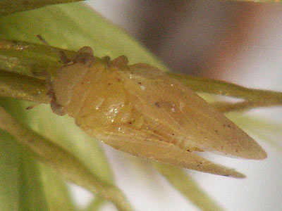 Strophingia cinereae