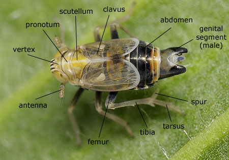 Homoptera: Delphacidae (Planthopper)