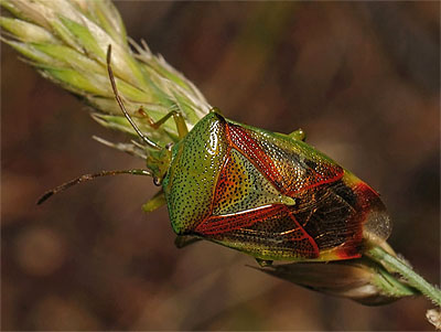 Elasmostethus intersinctus Birch Shieldbug