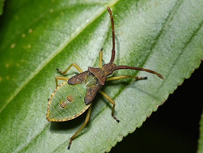 Box Bug Gonocerus acuteangulatus nymph
