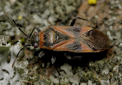 Arocatus longiceps