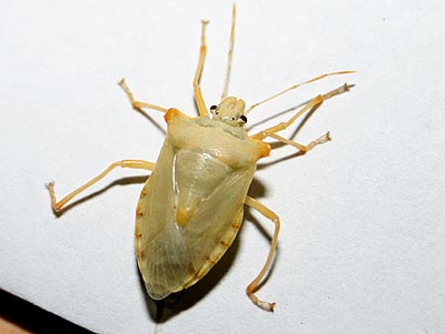 Pentotoma rufipes Red-legged Shieldbug