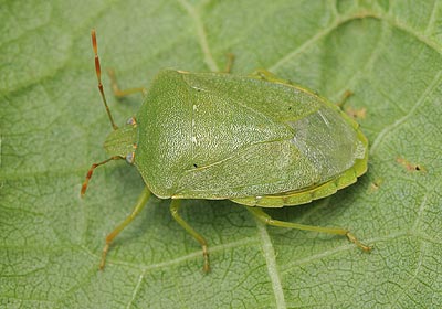 Nezara viridula Southern Green Shieldbug