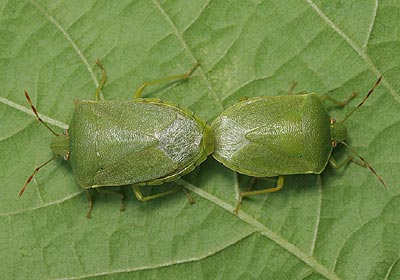 Nezara viridula Southern Green Shieldbug
