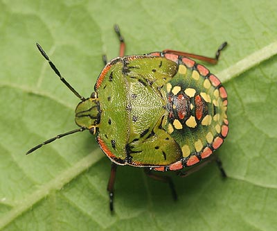 Nezara viridula Southern Green Shieldbug nymph