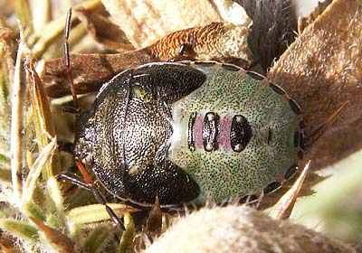 Piezodorus lituratus Gorse Shieldbug nymph