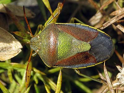 Piezodorus lituratus Gorse Shieldbug