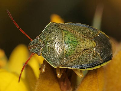Piezodorus lituratus Gorse Shieldbug