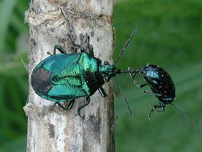Zicrona caerulea Blue Bug