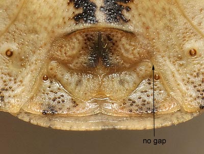 Eurygaster maura female