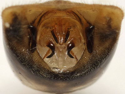 Eurygaster testudinaria male