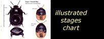 see illustrated life stages chart