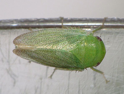 Batracomorphus irroratus