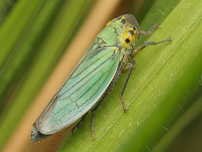 Cicadella_viridis