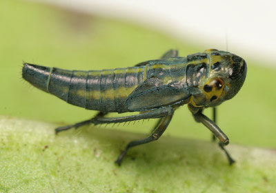 Cicadella viridis nymph