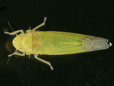 Eupteryx filicum