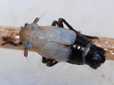 Delphacinus mesomelas